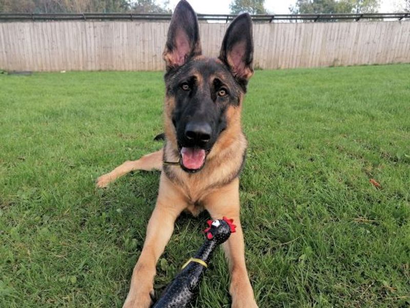 German Shepherd for adoption in West Calder, West Lothian – 2 years old - Image 4 of 6