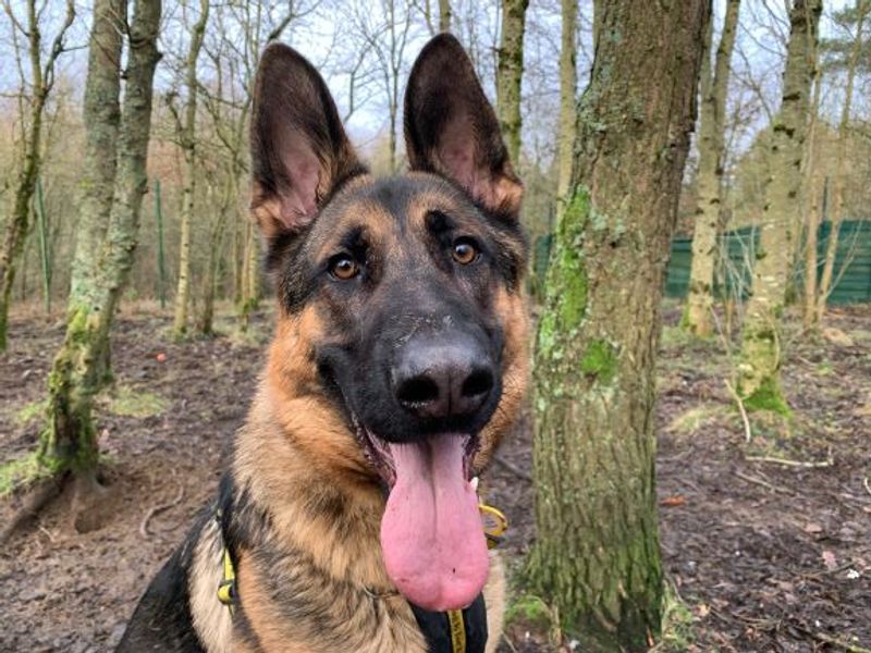 German Shepherd for adoption in West Calder, West Lothian – 2 years old - Image 3 of 6