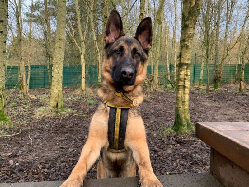 German Shepherd for adoption in West Calder, West Lothian – 2 years old - Image 6 of 6