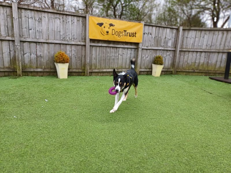Snoopy for sale in West Calder, West Lothian