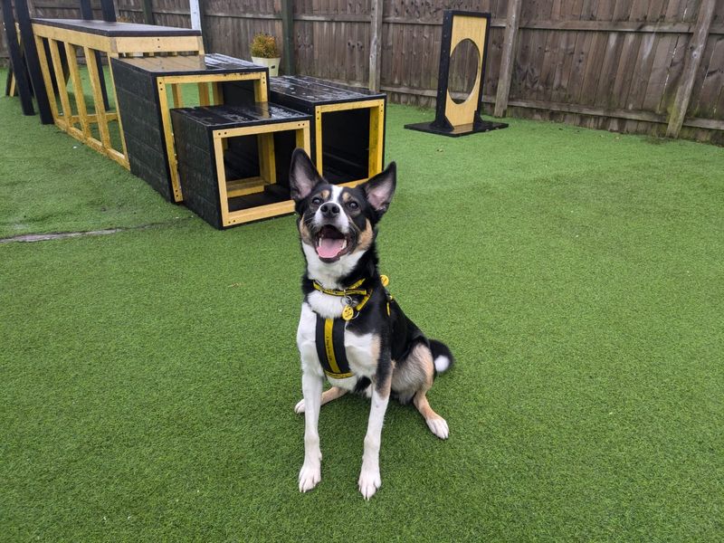 Border Collie for adoption in West Calder, West Lothian – 2 years old - Image 7 of 7