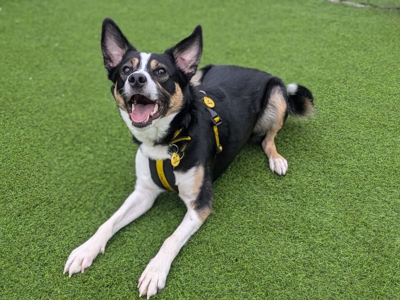 Border Collie for adoption in West Calder, West Lothian – 2 years old - Image 5 of 7
