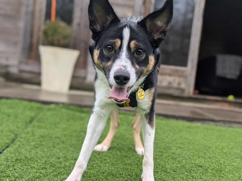 Border Collie for adoption in West Calder, West Lothian – 2 years old - Image 2 of 7