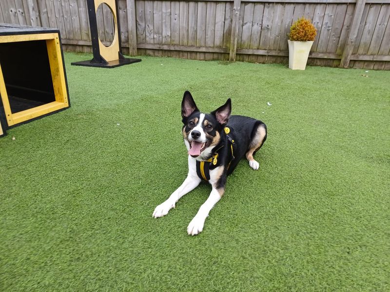 Snoopy | Collie (Border) | West Calder (Edinburgh) - 1