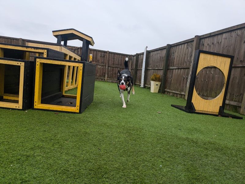 Border Collie for adoption in West Calder, West Lothian – 2 years old - Image 3 of 7