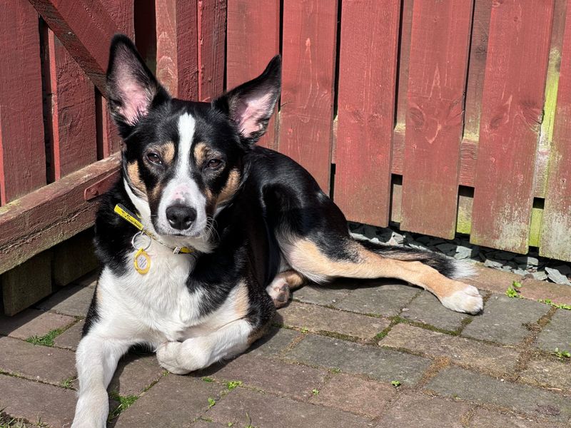 Snoopy | Collie (Border) | West Calder (Edinburgh) - 1