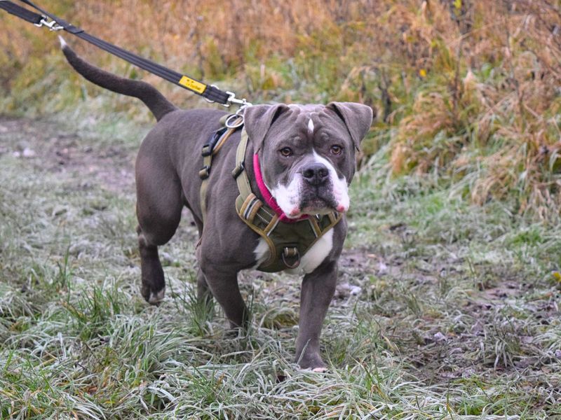 Bruno for sale in Uxbridge, London