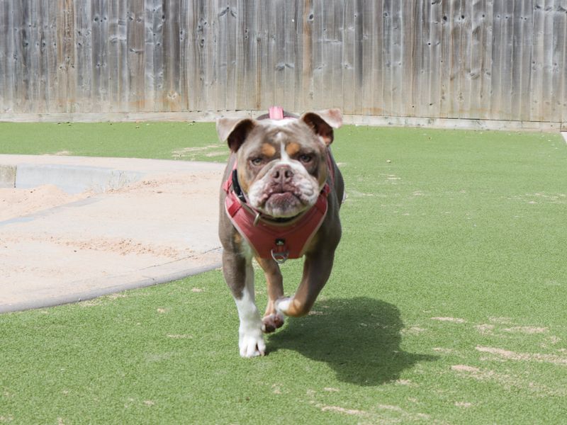 English Bulldog for adoption in Evesham, Worcestershire – 2 years old - Image 6 of 8