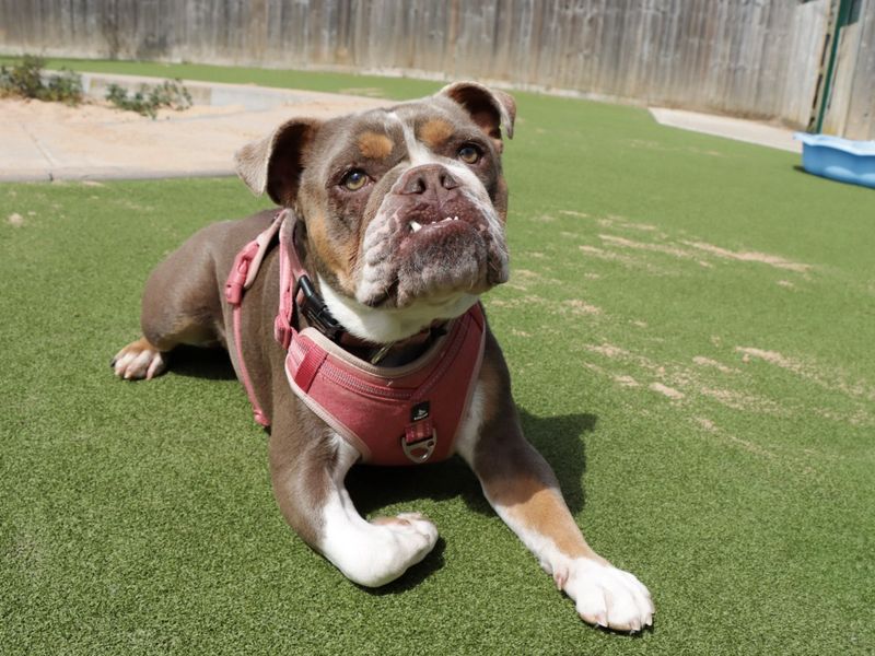 English Bulldog for adoption in Evesham, Worcestershire – 2 years old - Image 5 of 8