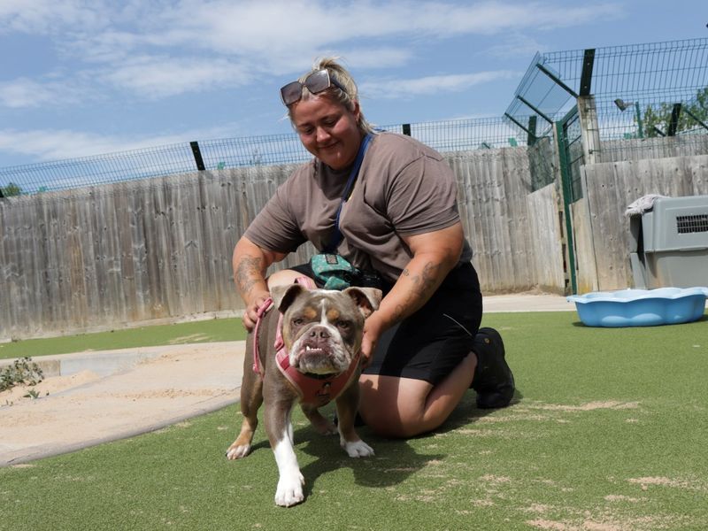 English Bulldog for adoption in Evesham, Worcestershire – 2 years old - Image 8 of 8