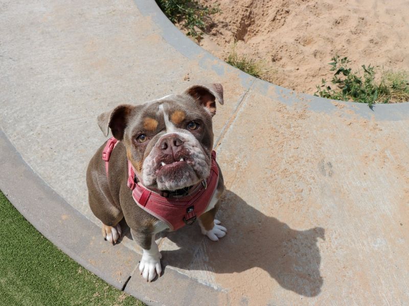 English Bulldog for adoption in Evesham, Worcestershire – 2 years old - Image 2 of 8
