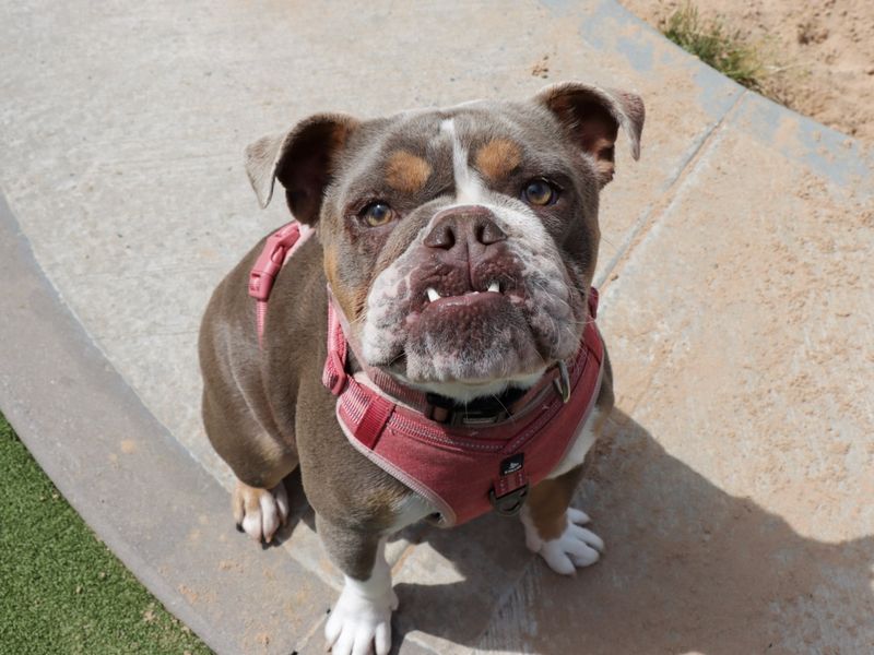 English Bulldog for adoption in Evesham, Worcestershire – 2 years old