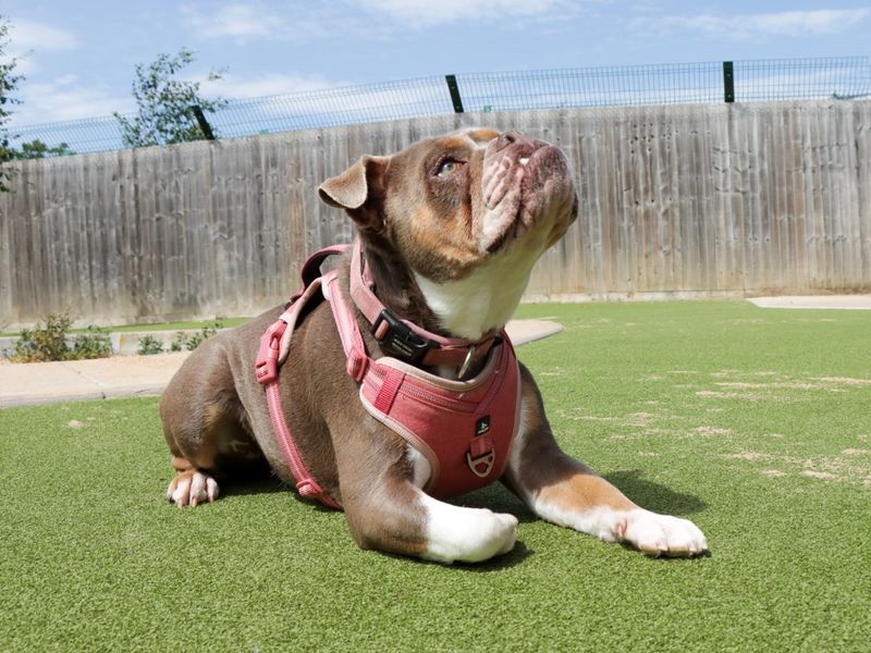 English Bulldog for adoption in Evesham, Worcestershire – 2 years old - Image 4 of 8