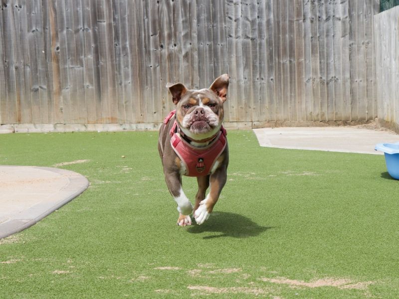 English Bulldog for adoption in Evesham, Worcestershire – 2 years old - Image 7 of 8