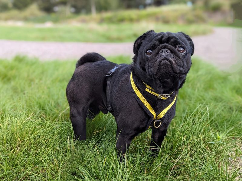 Pug for adoption in Cardiff – 5 years old - Image 6 of 8