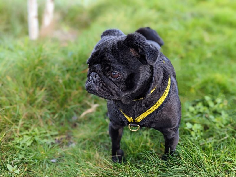 Pug for adoption in Cardiff – 5 years old - Image 7 of 8