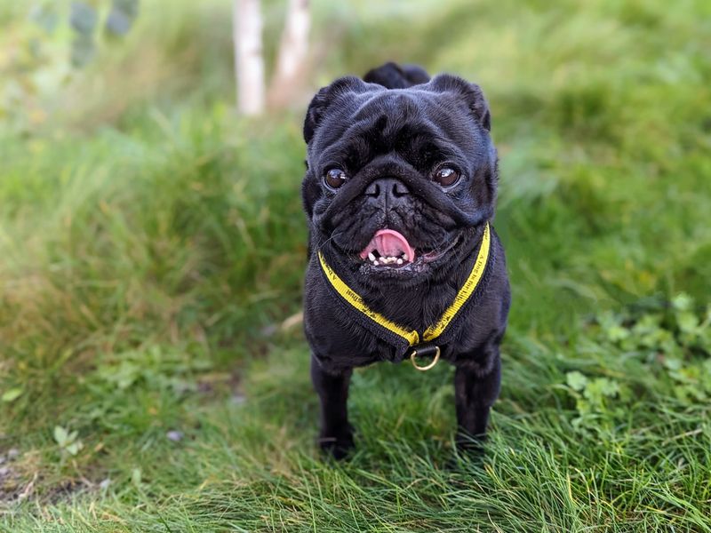 Pug for adoption in Cardiff – 5 years old - Image 1 of 8