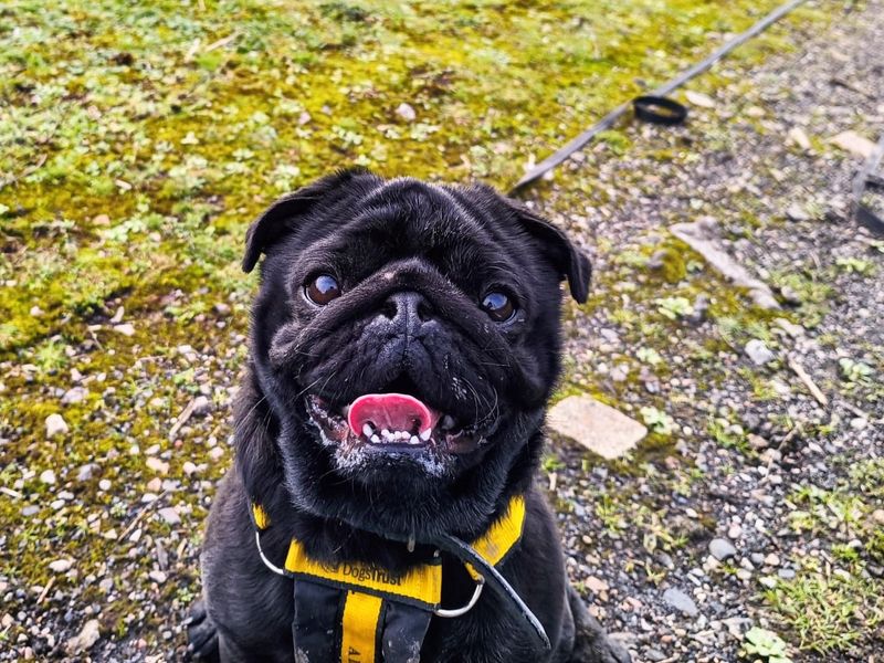 Pug for adoption in Cardiff – 5 years old - Image 2 of 8