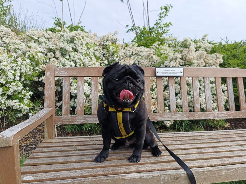 Pug for adoption in Cardiff – 5 years old - Image 4 of 8