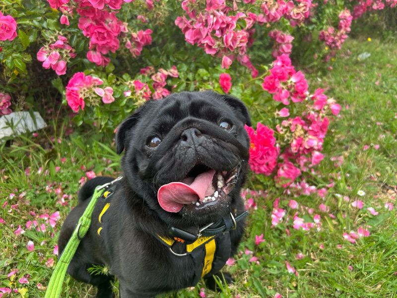 Pug for adoption in Cardiff – 5 years old - Image 8 of 8