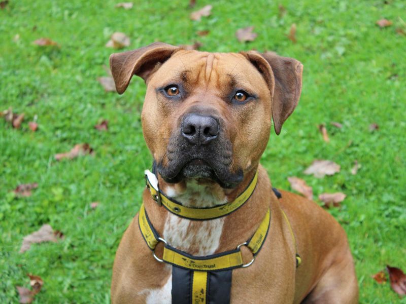 Boxer for adoption in Liverpool, Merseyside – 2 years old - Image 1 of 3