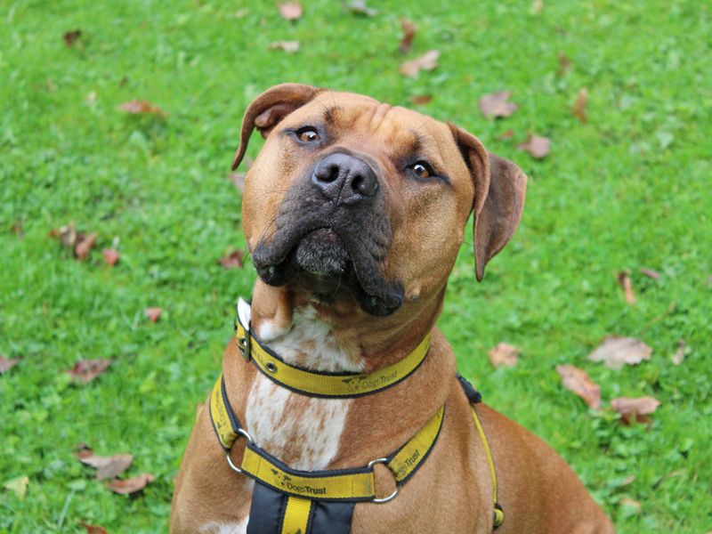 Boxer for adoption in Liverpool, Merseyside – 2 years old - Image 3 of 3