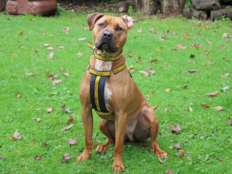 Boxer for adoption in Liverpool, Merseyside – 2 years old - Image 2 of 3