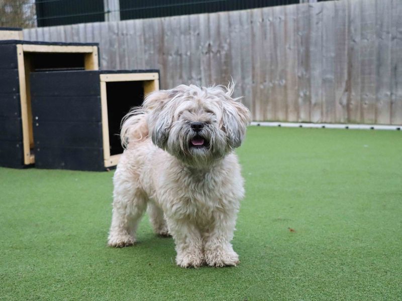 Poodle puppies for sale in Sadberge – 4 years old