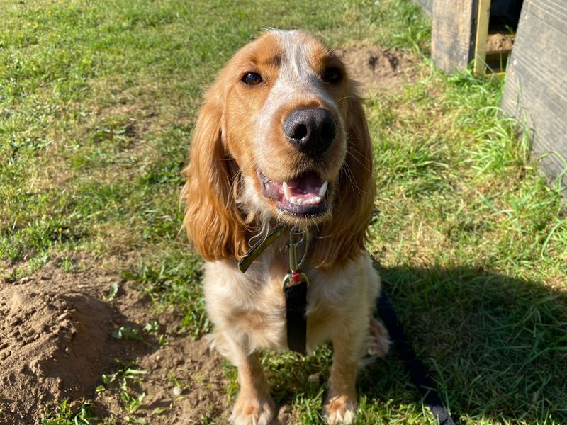Ollie | Spaniel (Cocker) | Salisbury (Wiltshire) - 1