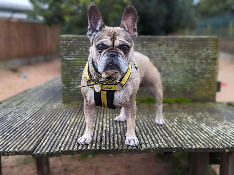 Adopt a French Bulldog Rescue Dog Lucy Dogs Trust