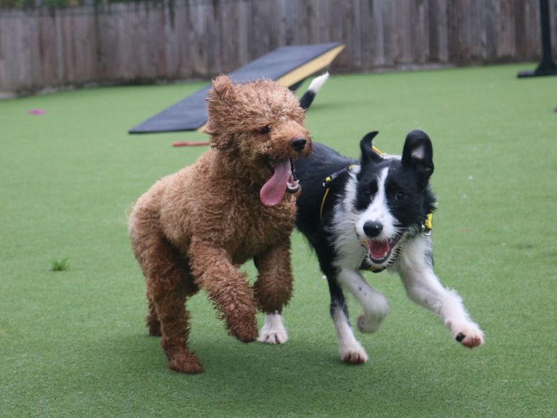 Poodle puppies for sale in Glasgow – 2 years old