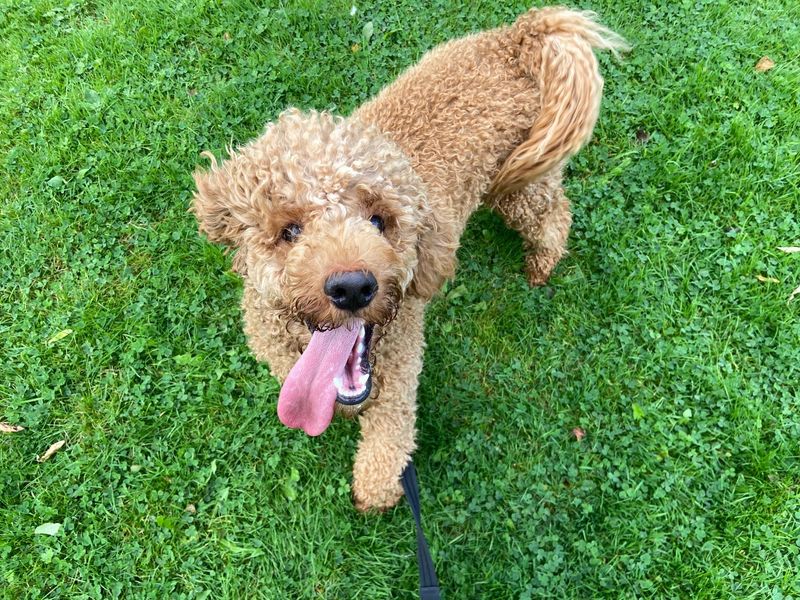 Bailey for sale in Glasgow - Image 2