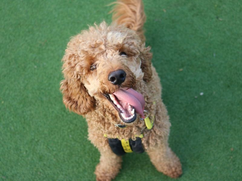 Bailey for sale in Glasgow - Image 3