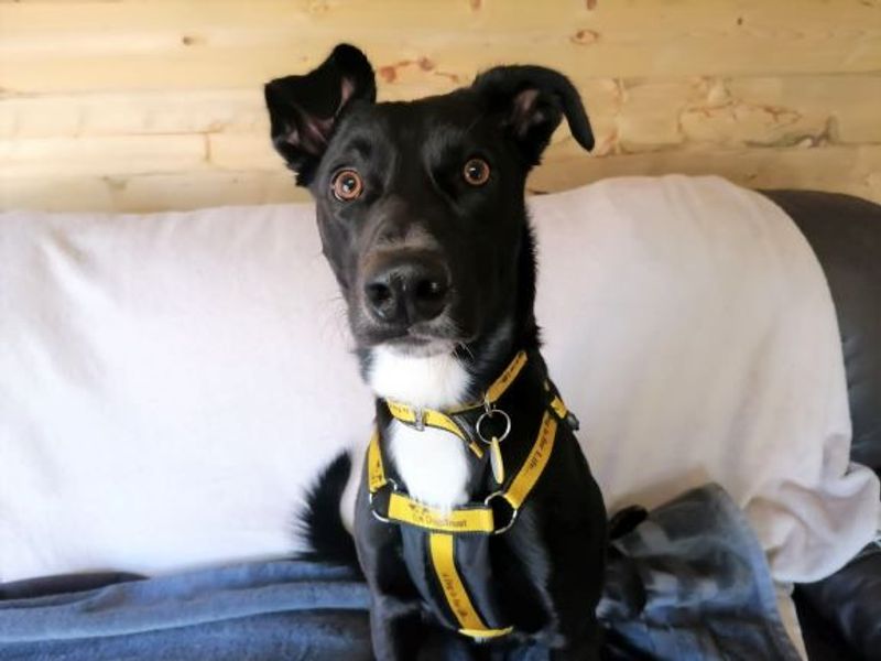 New dog listed for rescue at the Dogs Trust - West Calder - Jet
