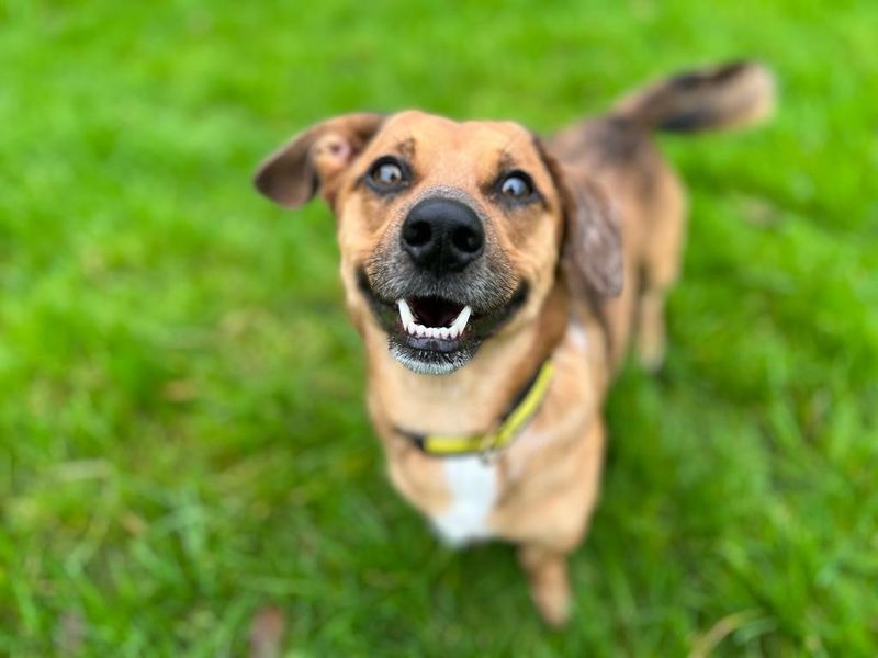 Archie for sale in Mid Glamorgan
