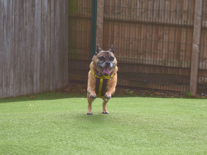 Milly and Milo for sale in Uxbridge