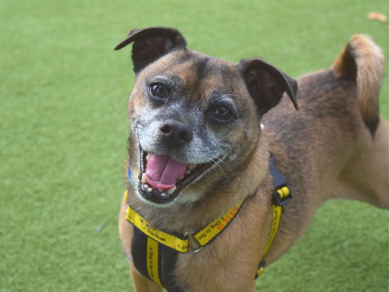 Milly and Milo for sale in Uxbridge | Image 3