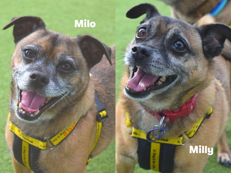 Milly and Milo | Pug Cross | Harefield West London - 1