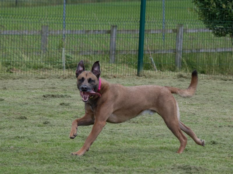 Echo for sale in Evesham, Worcestershire