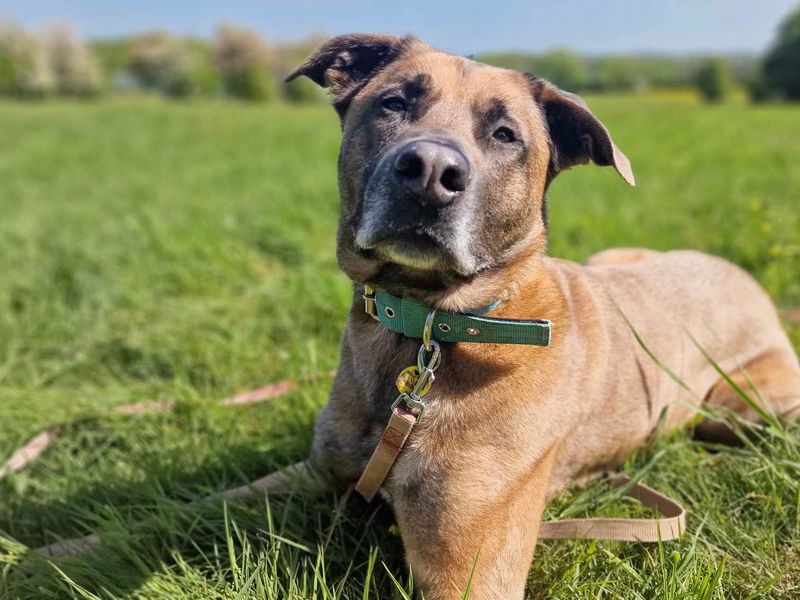 Echo | Belgian Shepherd Dog (Malinois) Cross | Evesham (Worcestershire) - 1