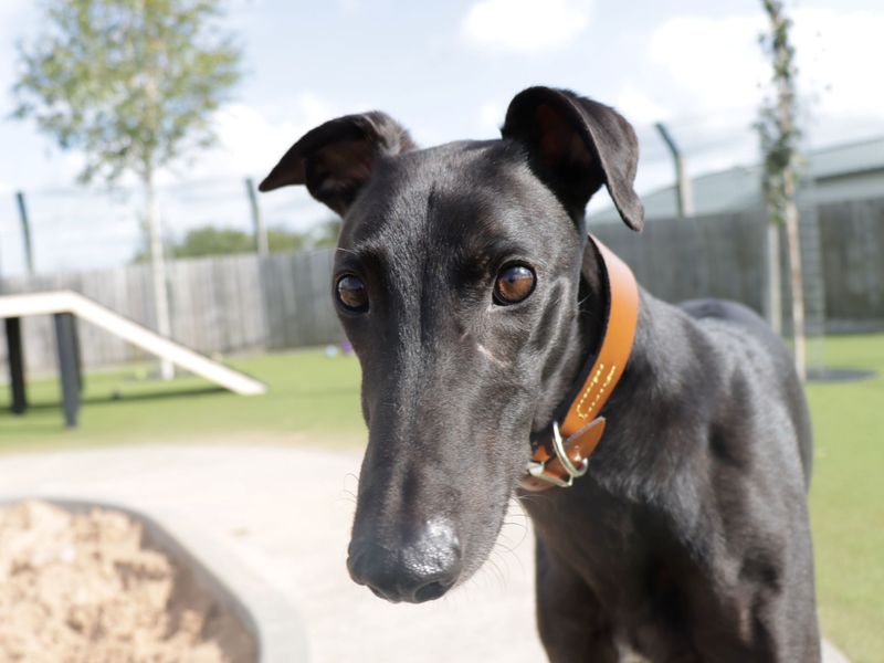 Greyhound for adoption in Evesham, Worcestershire – 6 years old - Image 9 of 10
