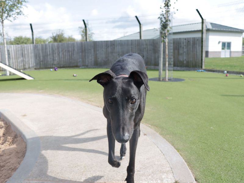 Greyhound for adoption in Evesham, Worcestershire – 6 years old - Image 5 of 10