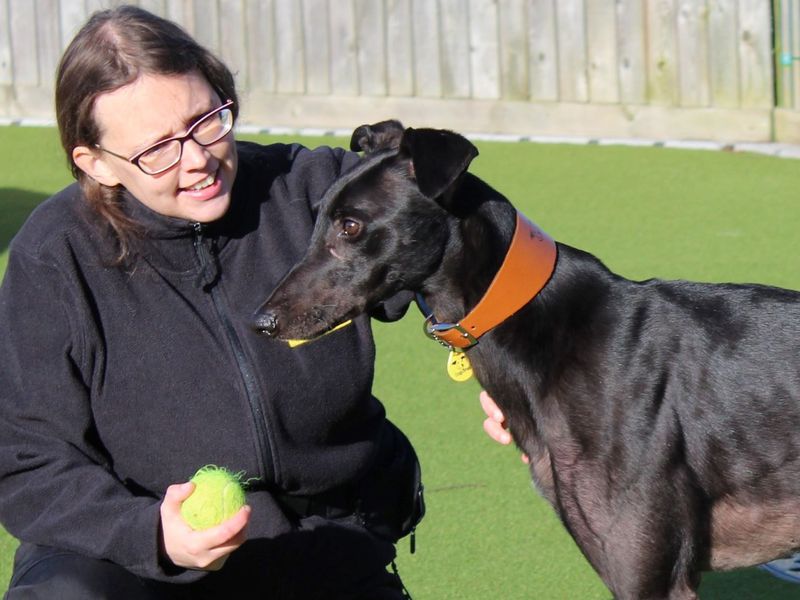 Greyhound for adoption in Evesham, Worcestershire – 6 years old - Image 2 of 10