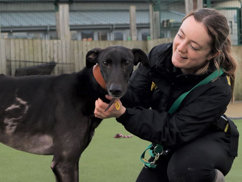 Greyhound for adoption in Evesham, Worcestershire – 6 years old - Image 8 of 10