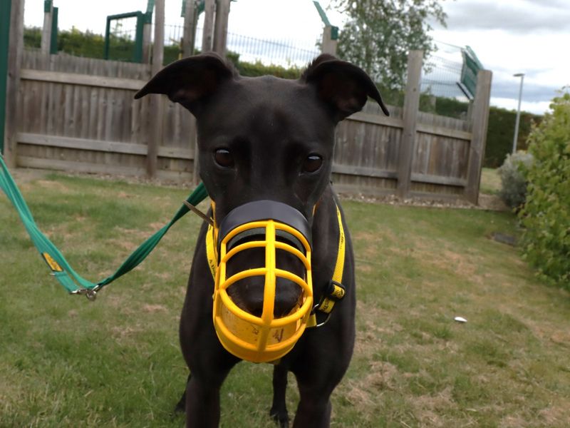 Greyhound for adoption in Evesham, Worcestershire – 6 years old - Image 6 of 10