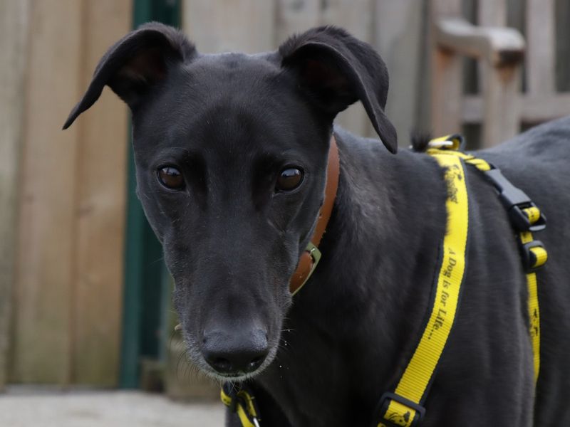 Greyhound for adoption in Evesham, Worcestershire – 6 years old - Image 1 of 10
