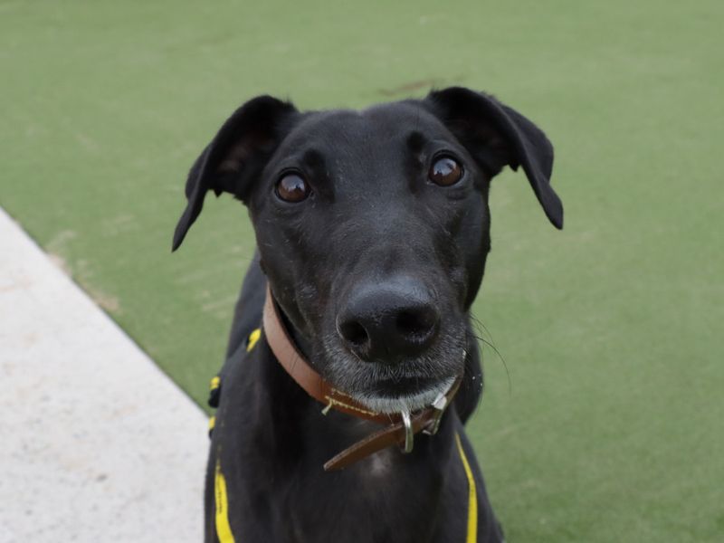 Greyhound for adoption in Evesham, Worcestershire – 6 years old - Image 10 of 10