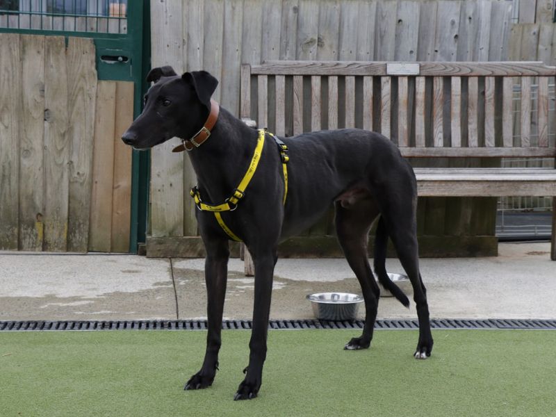 Greyhound for adoption in Evesham, Worcestershire – 6 years old - Image 7 of 10