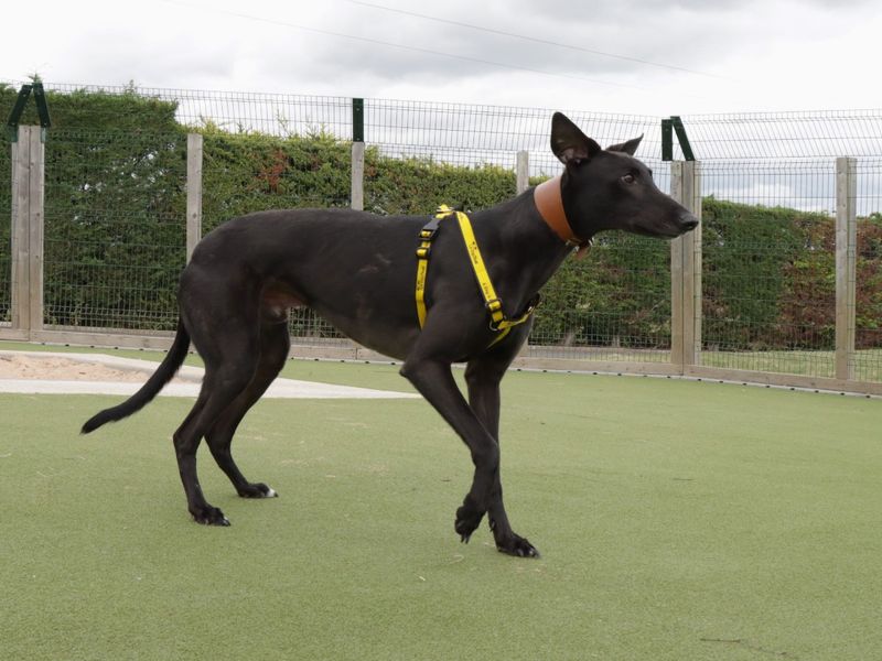 Greyhound for adoption in Evesham, Worcestershire – 6 years old - Image 3 of 10
