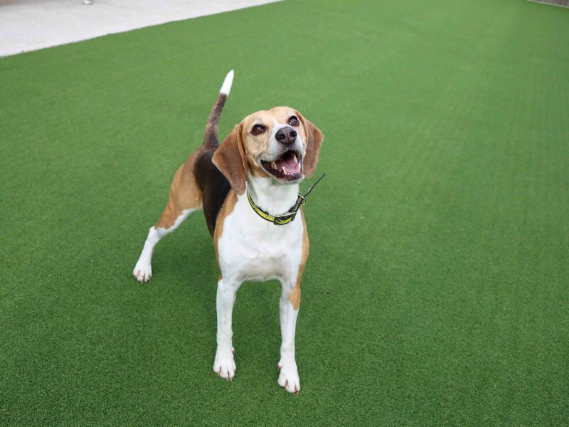 Beagle for adoption in Sadberge, Co Durham – 6 years old - Image 5 of 5